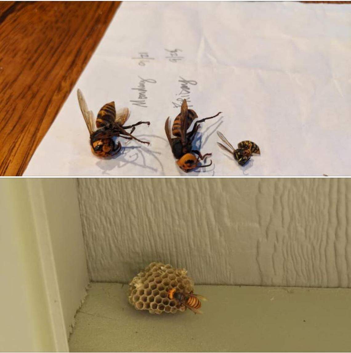 Two Asian giant hornets, left, were killed Sept. 21 and Sept. 25 and a third was photographed attacking a wasp nest near Burk Road, southeast of Blaine.