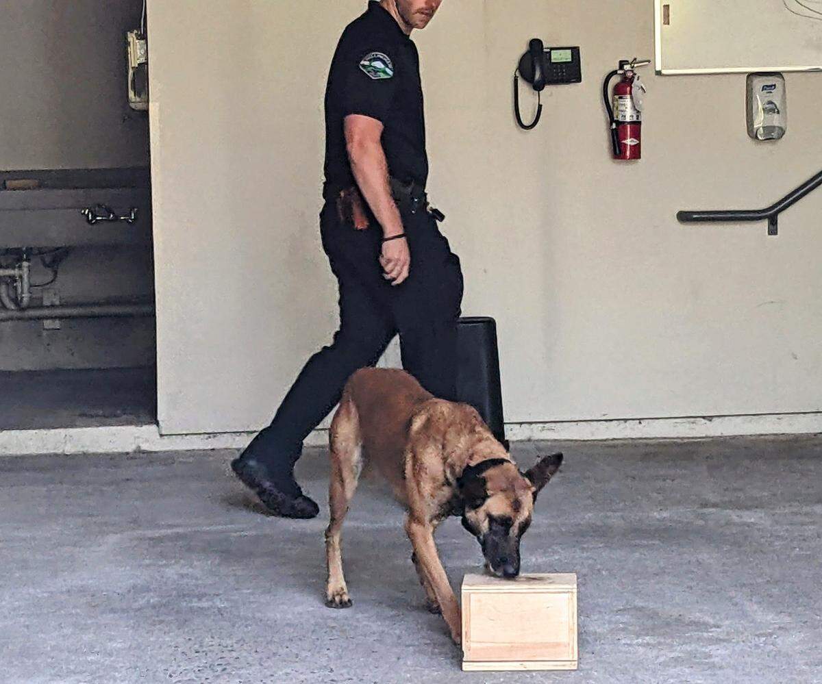 Stella doing scent training as part of her drug detection training with Bellingham Police Department Officer Nick Sturlaugson on Aug. 7, 2024, in Bellingham, Wash.