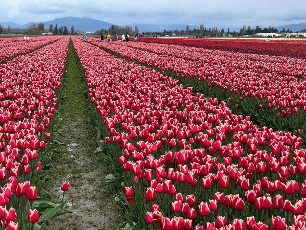 Visitors walk through tulip fields south of Mount Vernon during the 2024 Skagit Valley Tulip Festival.