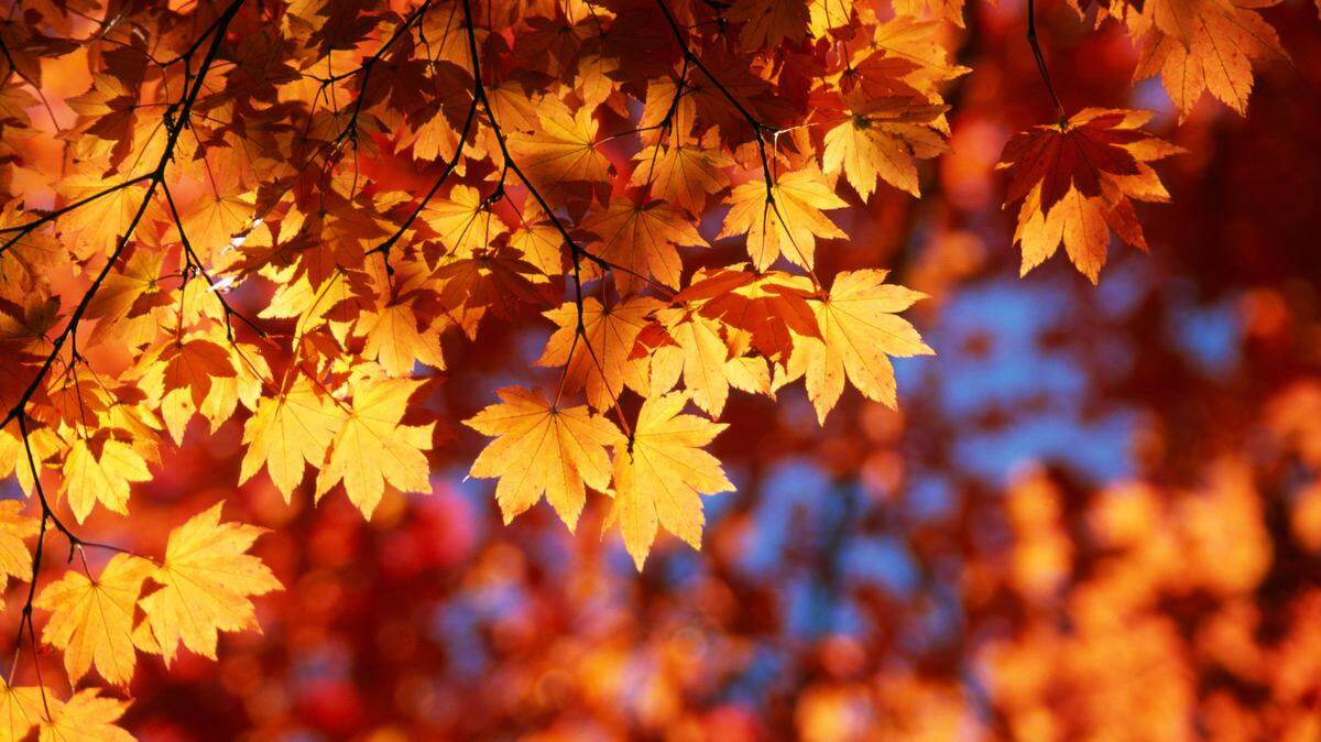 Fall leaves stock photo