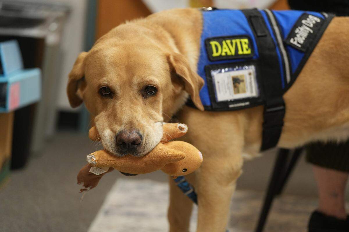 Davie, the facility dog for the Whatcom County Prosecuting Attorney’s Office, carries a toy while wearing his official vest at the courthouse.