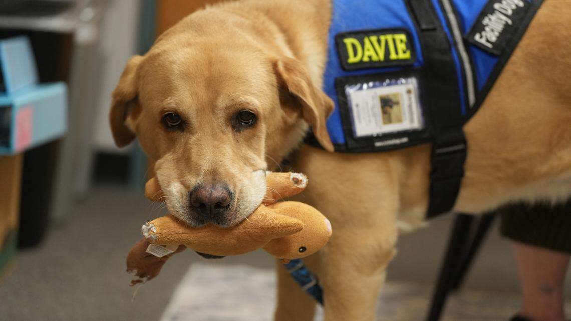 Meet Davie, renowned agent of comfort and joy at the Whatcom County Courthouse