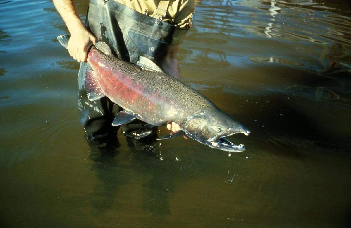 A Puget Sound chinook salmon.