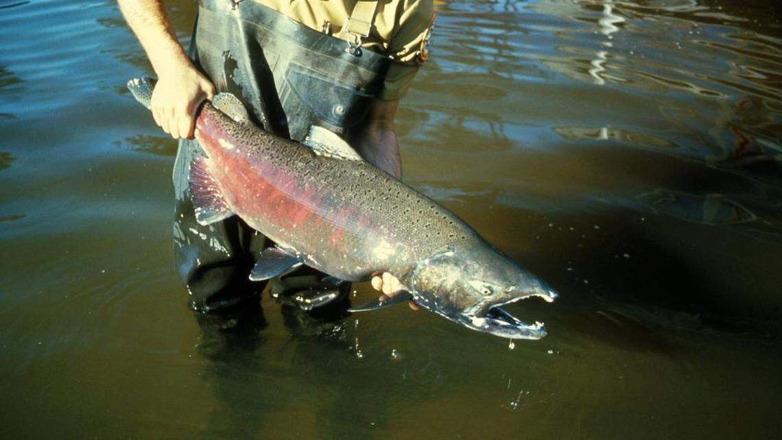 A new scathing Government Accountability Office audit finds that Washington officials have failed to protect threatened salmon and steelhead populations in the polluted Puget Sound.