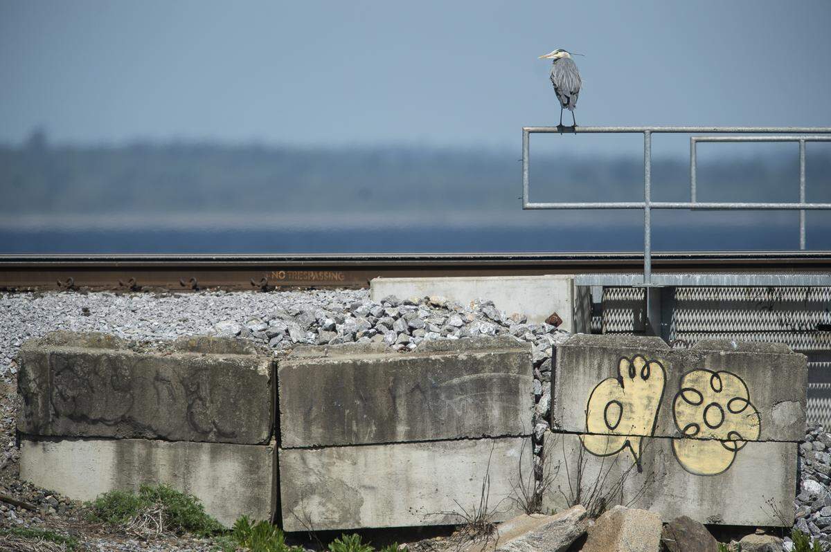A great blue heron perches on a railing on the shore of Post Point Lagoon in Bellingham, Wash., on Tuesday, May 7, 2019.