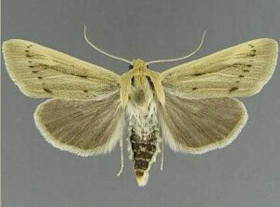 Copablepharon columbia moth