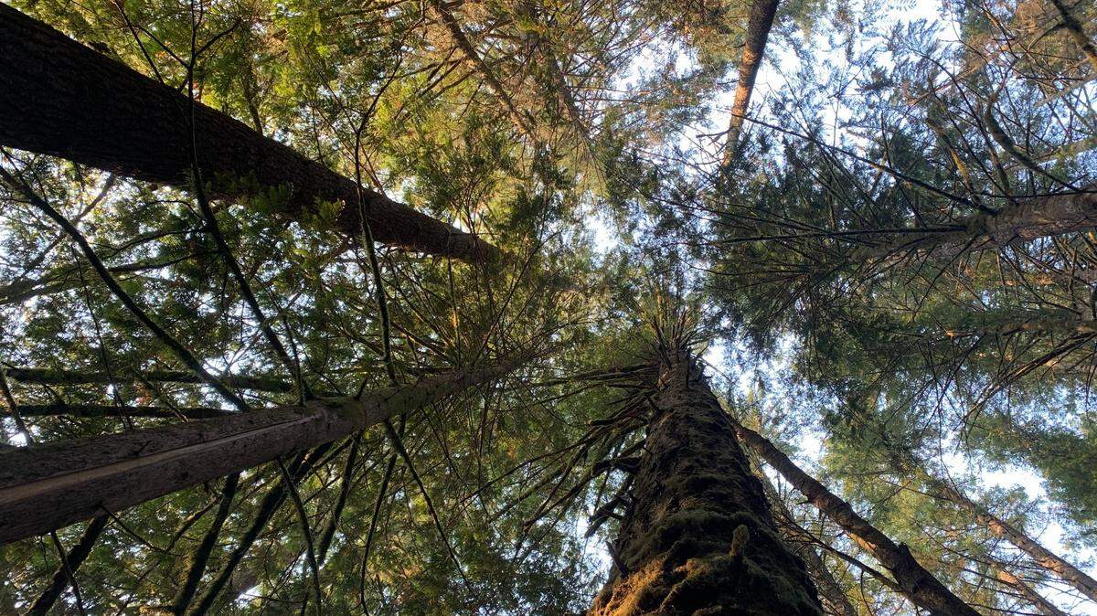A 40-acre forest near the Middle Fork Nooksack River.