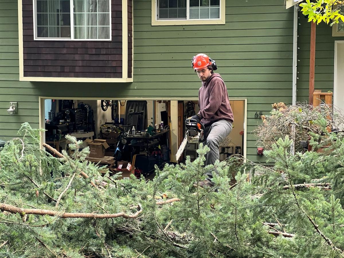 Lucas Shield of Sudden Valley cuts the top of a hemlock tree that fell from four houses up the street on Lake Louise Drive on Nov. 20 east of Bellingham.