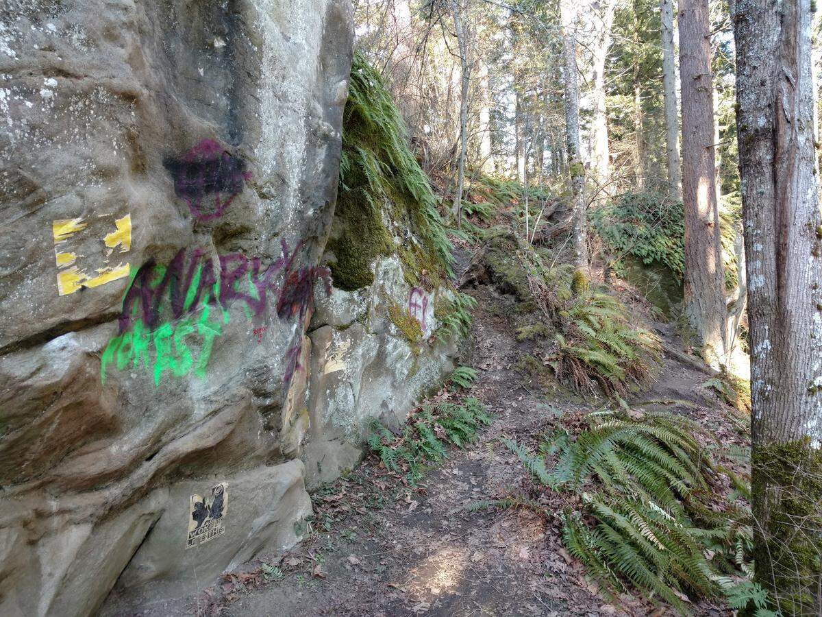 Damage at Sehome Hill Arboretum was posted to Facebook Monday, Nov. 14, by Bellingham Parks and Recreation. Rogue mountain bike trails carved into steep embankments cause erosion and damage plants while graffiti mars rock outcroppings, the observation tower, bollards and signs.