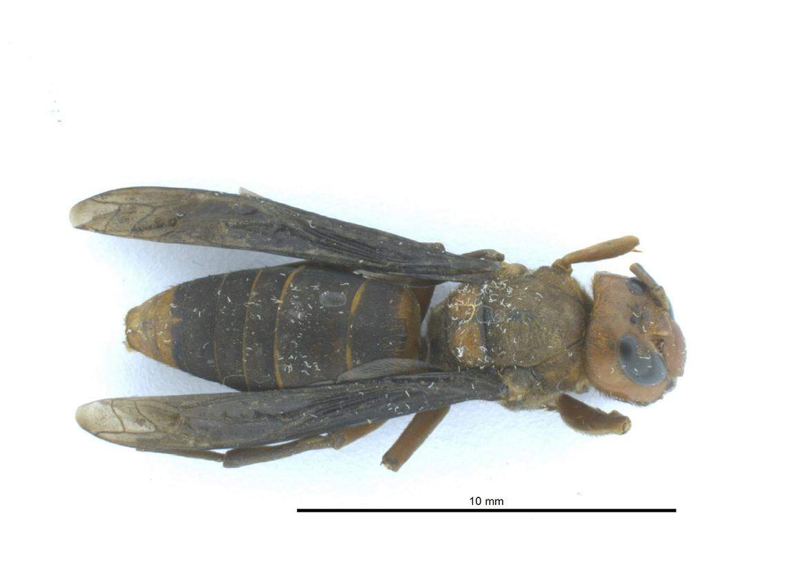 A resident found a dead male Asian giant hornet near Marysville, Wash., and reported it to Washington state entomologists on Friday, June 4. It marked the first report of what are popularly known as “murder hornets” in the state in 2021 and the first for Snohomish County.