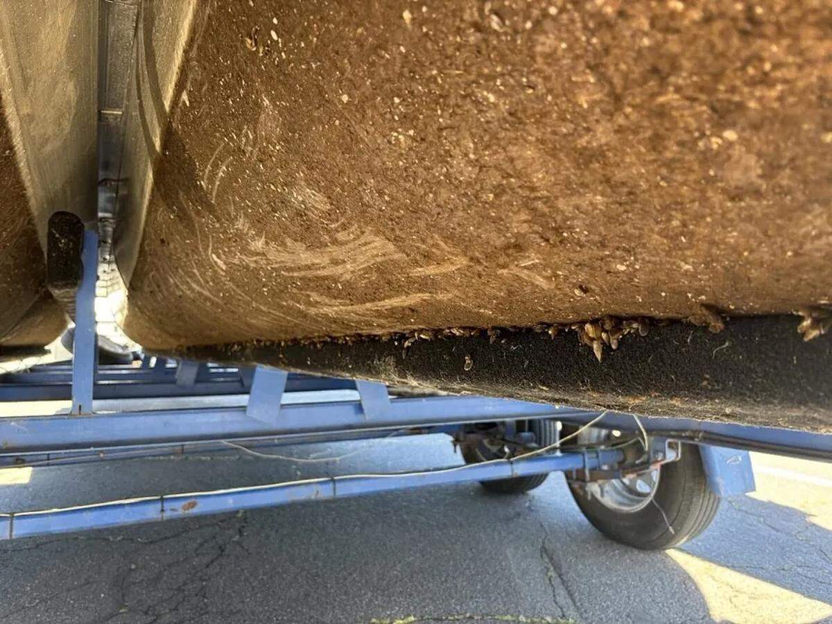 Golden mussels were found on the underside of a watercraft by the Oregon Department of Fish and Wildlife (ODFW) during an interception on April 4, 2026, in Ashland, Ore.