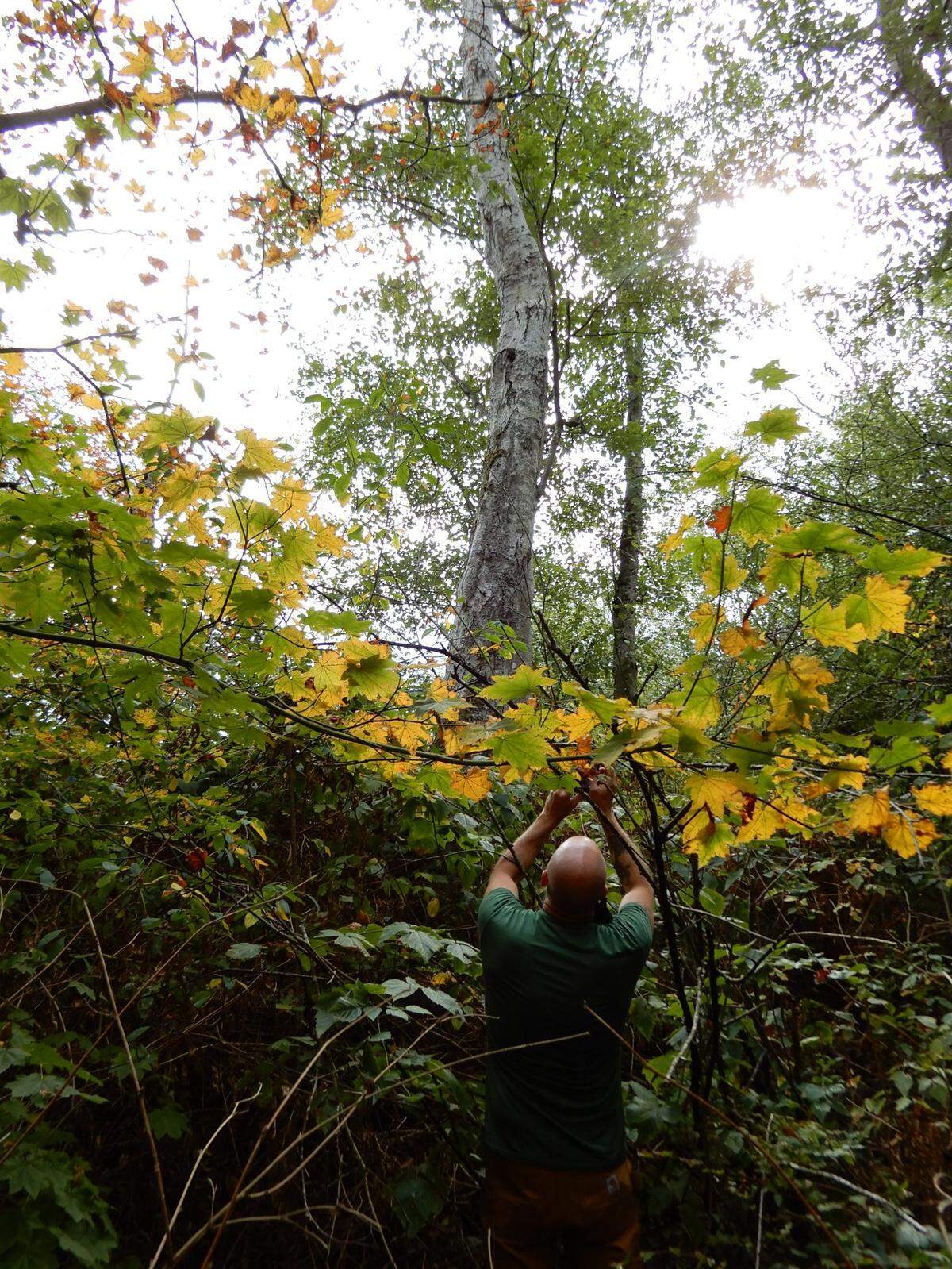 The Washington State Department of Agriculture said in a Twitter post Thursday, Sept. 16, 2021, that a nest built by Asian Giant Hornets — or “Murder Hornets” — in northern Whatcom County, Wash., is approximately 20-feet up in a tree. It is the third nest found in the U.S. this year and the fourth in the last two years.