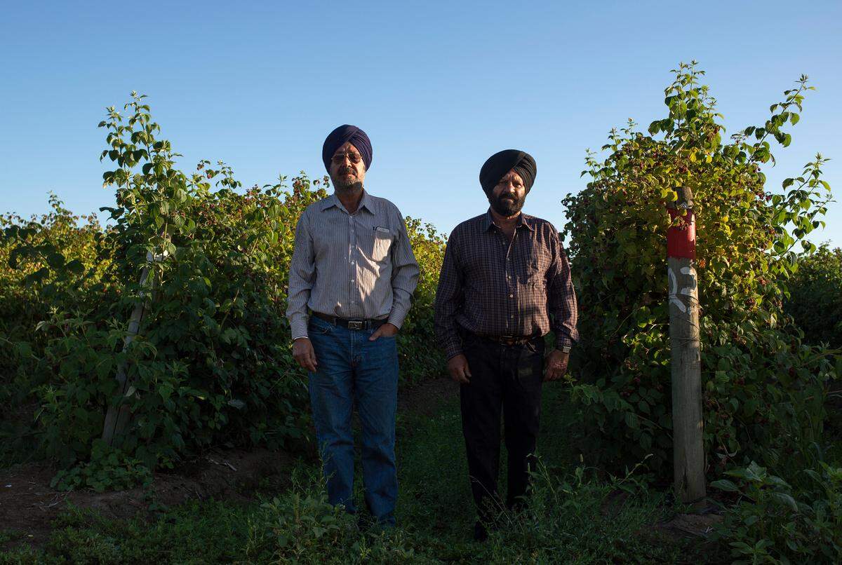 Raspberry farmers Manjit Gill, left, and Ajaib Chauhan at Chauhan’s raspberry field on Friday near Lynden. Whatcom County raspberry farmers are struggling to sell their berries this season after an increase in foreign imports.