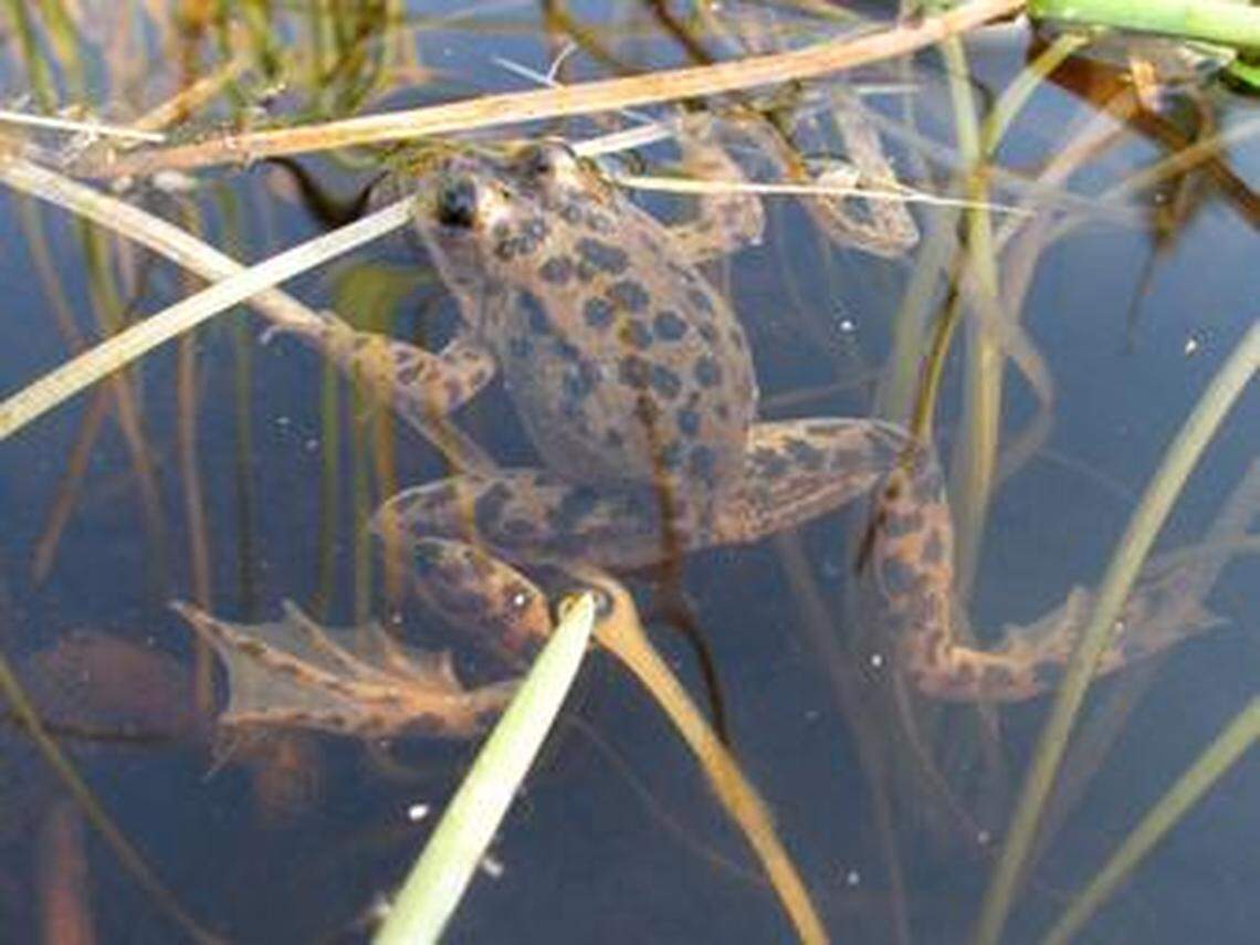 An adult Oregon spotted frog at Dilman Meadows, near Wickiup Reservoir in Oregon.
