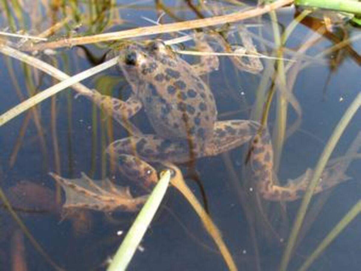 An adult Oregon spotted frog at Dilman Meadows, near Wickiup Reservoir in Oregon.