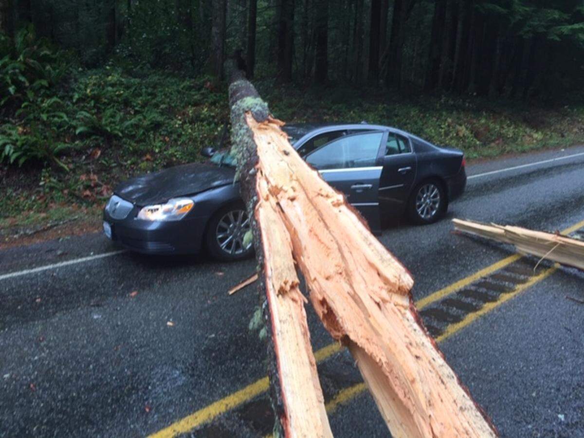 Bellingham’s Deborah and Joseph Bernard miraculously walked away unhurt from a wind-blown 100-foot tree hitting their Buick near Quilcene while they were returning home from Thanksgiving weekend on the Olympic Peninsula.