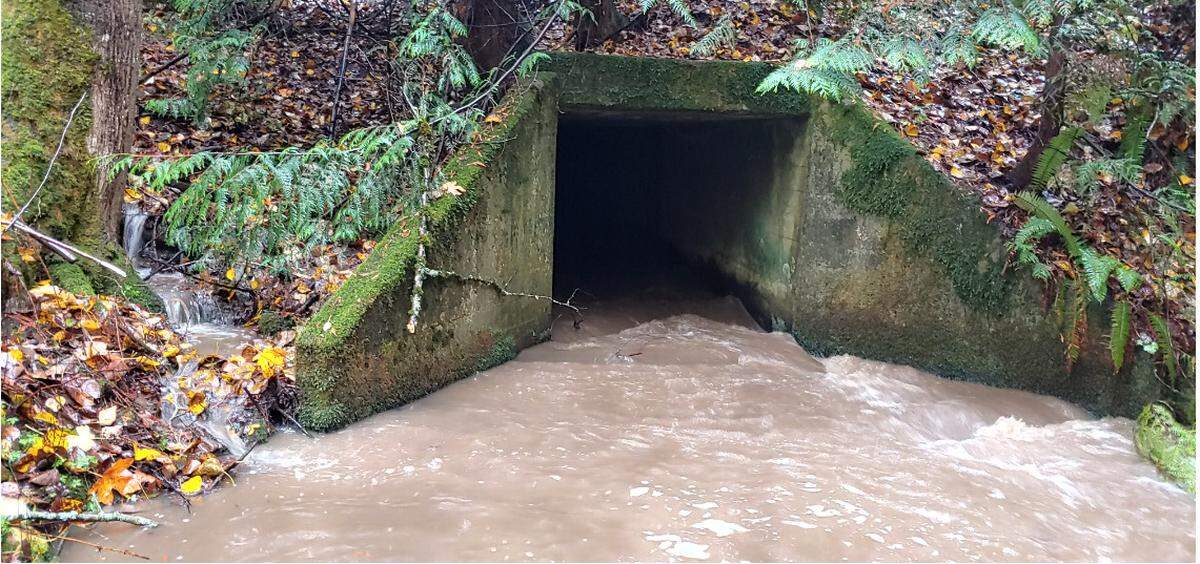 A 6-foot box culvert under the Mount Baker Highway east of Britton Road restricts stream flow and salmon runs on Squalicum Creek near Bellingham, Wash.