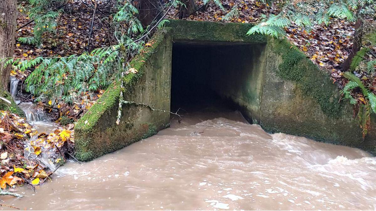 A 6-foot box culvert under the Mount Baker Highway east of Britton Road restricts stream flow and salmon runs on Squalicum Creek near Bellingham.