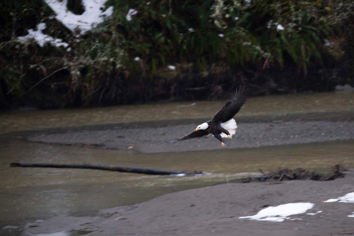 Bald eagles are seen from the Welcome Bridge, a popular wildlife viewing area along the North Fork of the Nooksack River, on Tuesday, Jan. 11, 2022, in Whatcom County, Wash.  