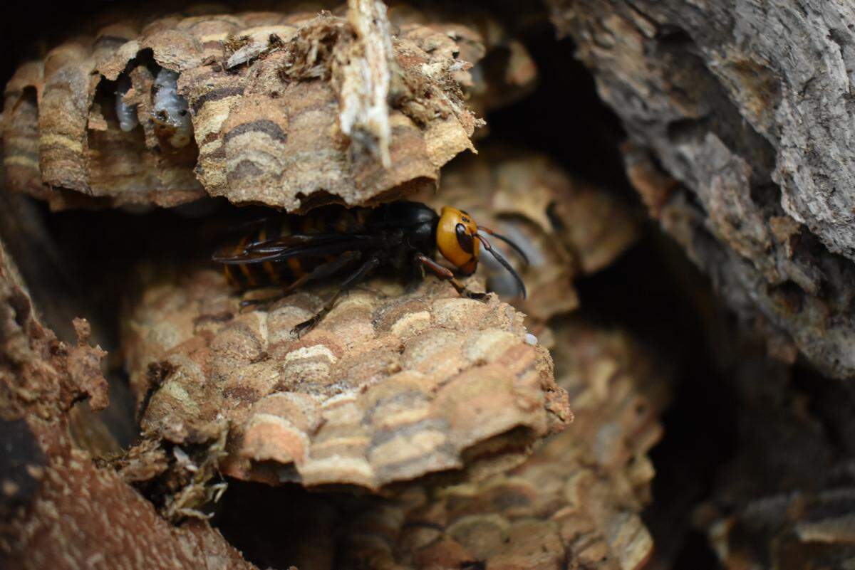 The Washington State Department of Agriculture found nearly 1,500 Asian Giant Hornets&nbsp;— commonly known as “Murder Hornets”&nbsp;— when it eradicated the first nest of the invasive species this year Wednesday, Aug. 25, 2021, in Whatcom County, Wash.