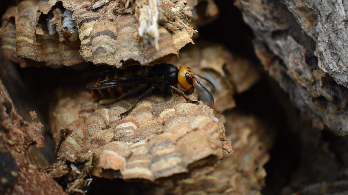 The Washington State Department of Agriculture found nearly 1,500 Asian Giant Hornets — commonly known as “murder hornets” — when it eradicated a nest of the invasive species on Aug. 25, 2021, in Whatcom County, Wash.
