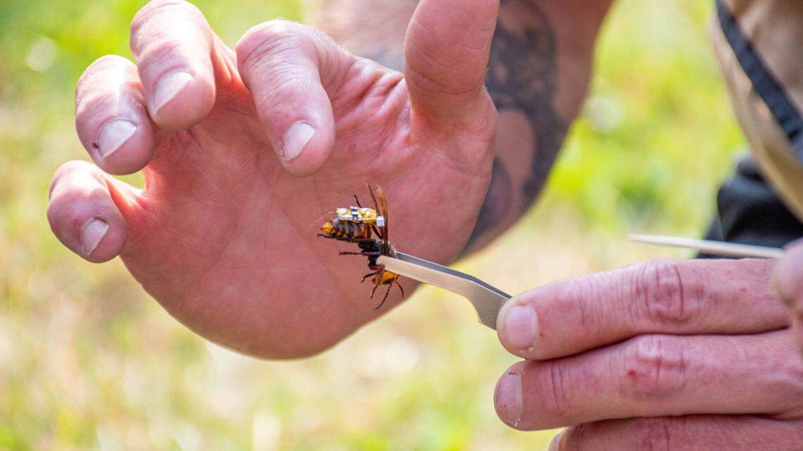 A Washington State Department of Agriculture staff member attempts to glue a radio tag on a live Asian giant hornet was caught in a net on Tuesday, Sept. 29, southeast of Blaine. The state was hoping to track the hornet back to its nest in an effort to keep the pests, popularly known as “murder hornets,” from becoming established in Washington.