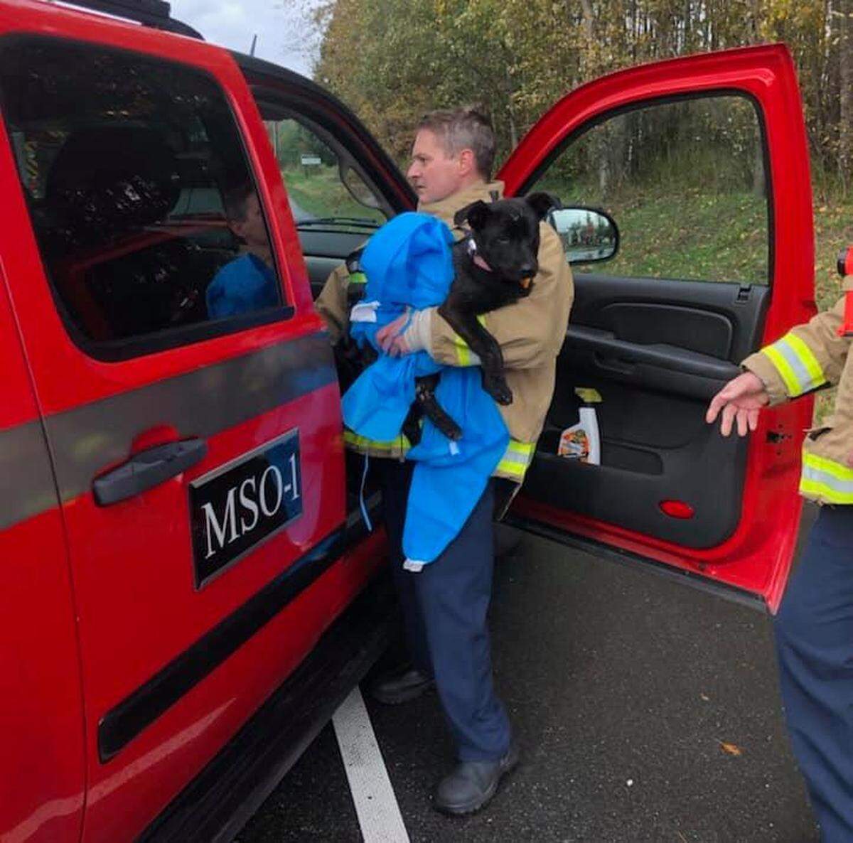 A fourth-month-old, male, black Labrador retriever puppy suffered burns to its legs during a fire Wednesday afternoon, Oct. 20, at a homeless encampment in Bellingham. The Bellingham Fire Department has named the puppy “Marshal.”