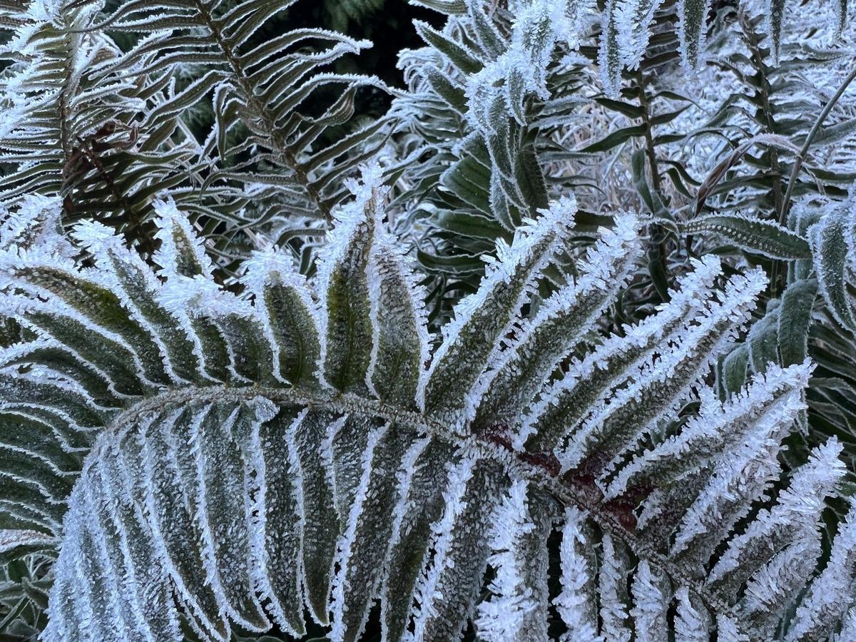 Frost forms on the leaves of a fern in Sudden Valley east of Bellingham, Wash., as cold Canadian air flooded into Northwest Washington on Nov. 19, 2022.