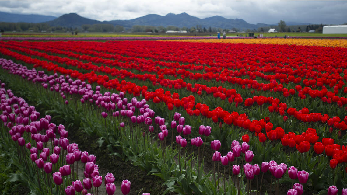 Here’s what you need to know about the Skagit Tulip Festival after the storm