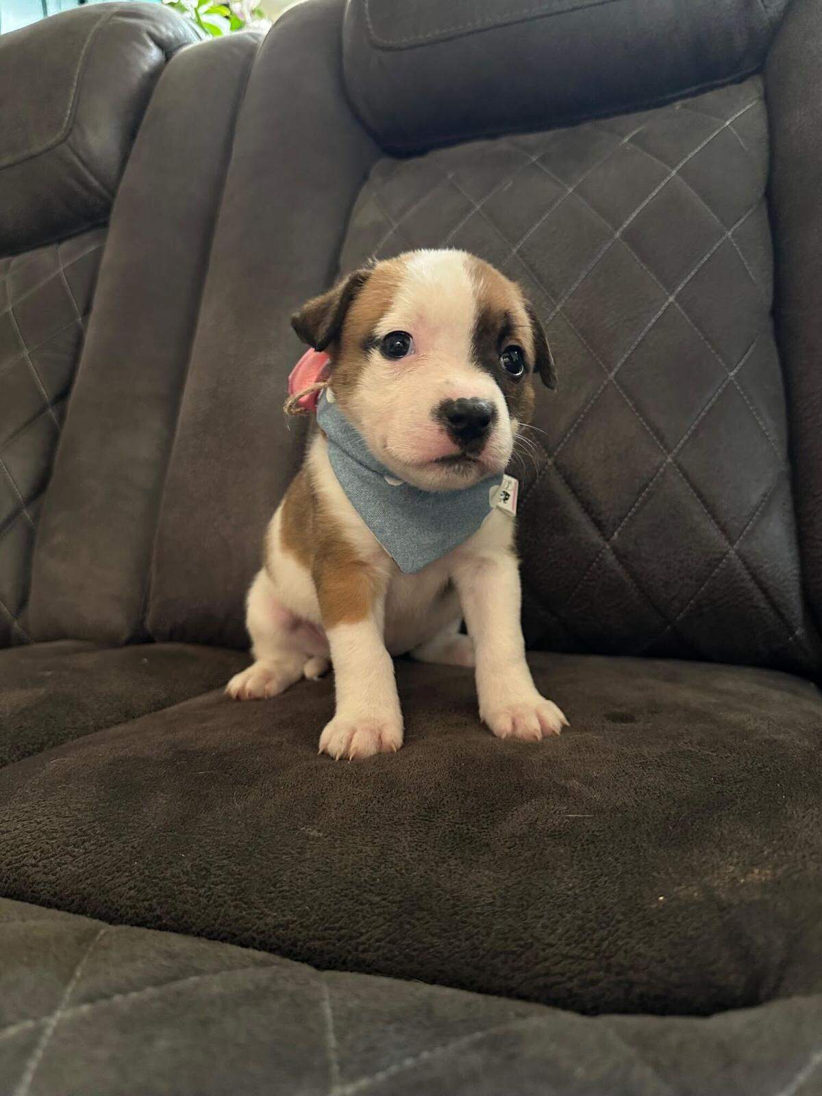One of the adoptable pups who will participate in the second annual Bellingham Puppy Bowl.