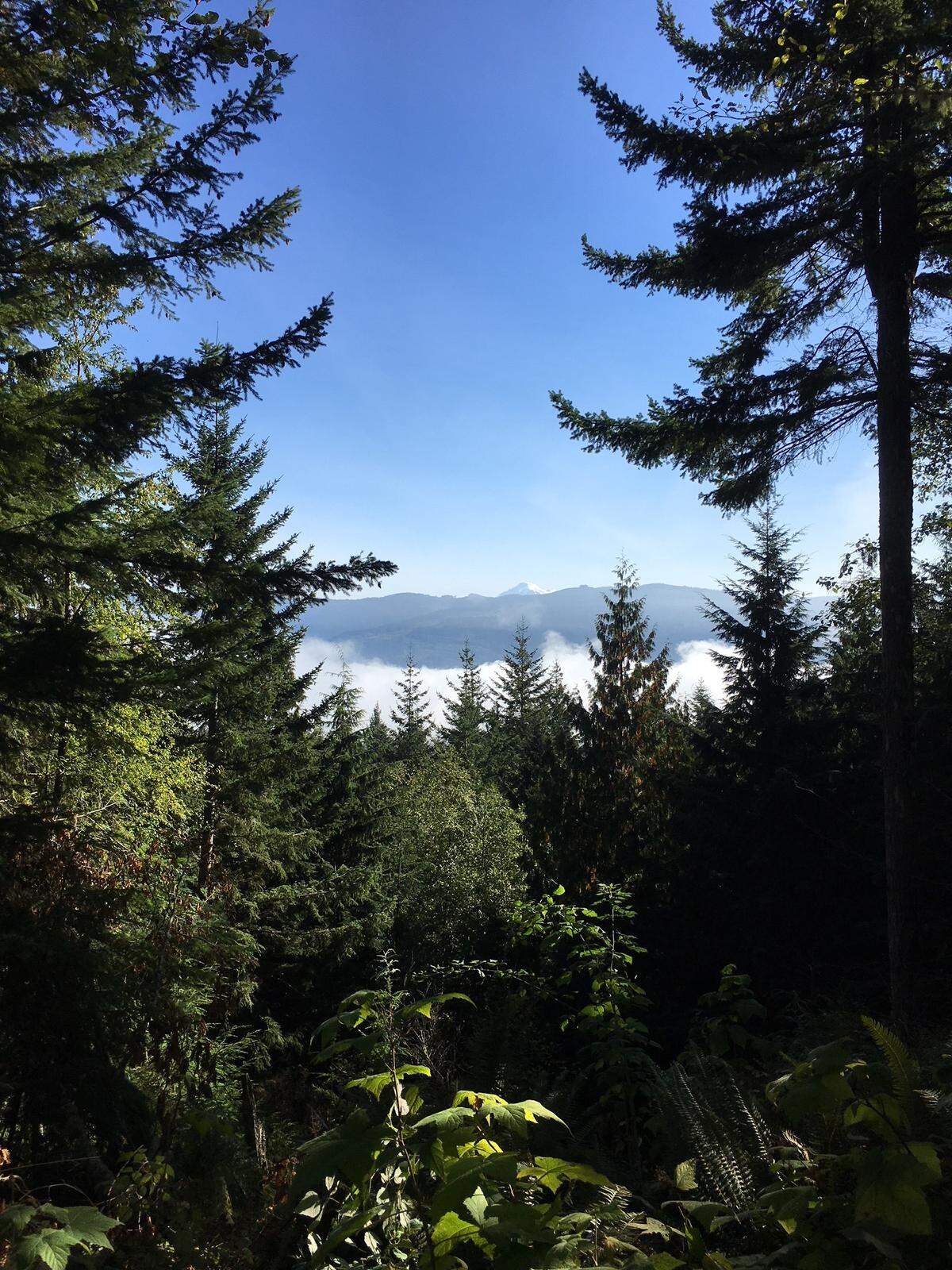 Snow-capped Mount Baker from the Lake Whatcom Overlook at Lookout Mountain Forest Preserve in August 2018.