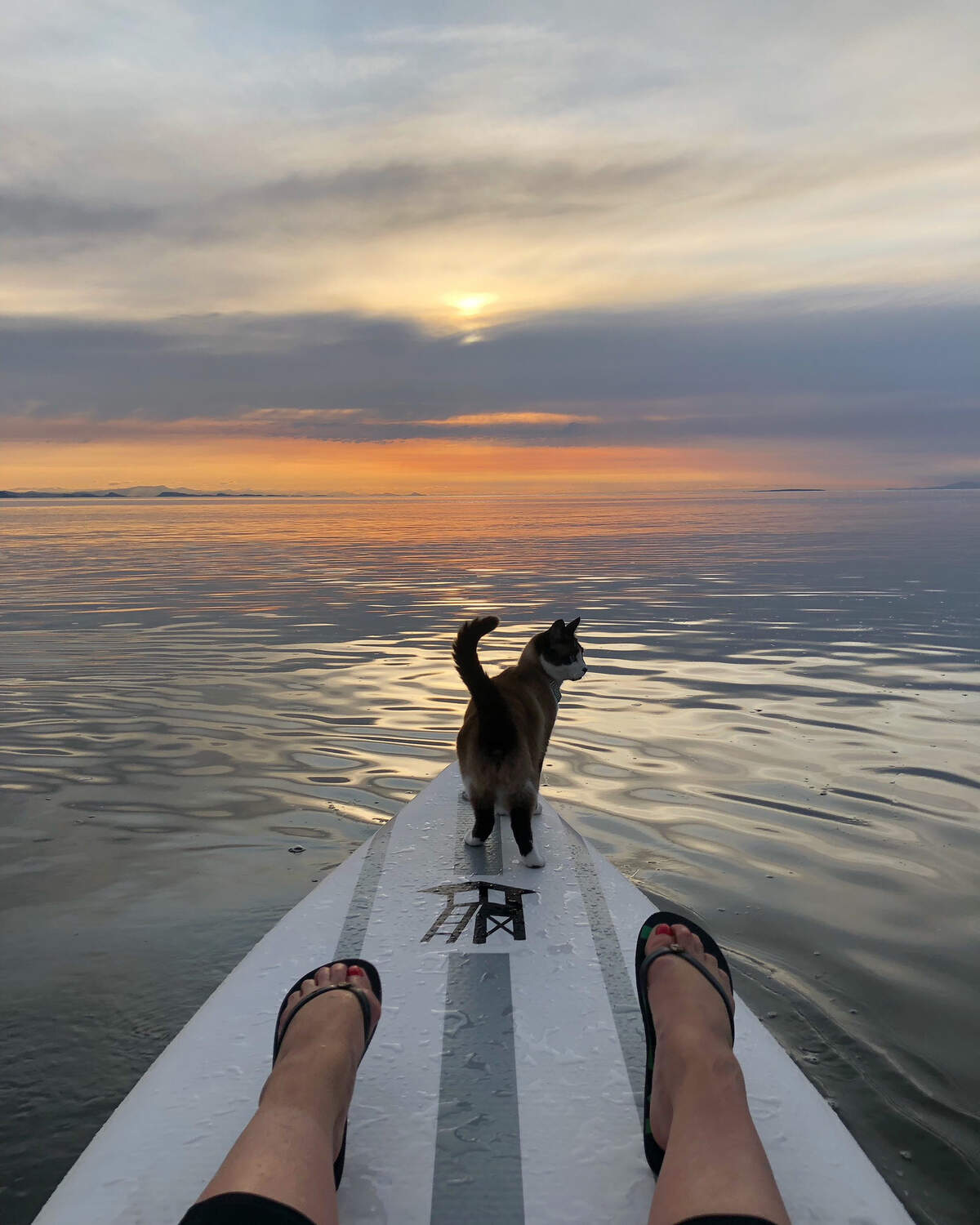 Jingles likes going out on the paddleboard with owner Sara Holliday, who lives in Sandy Point.