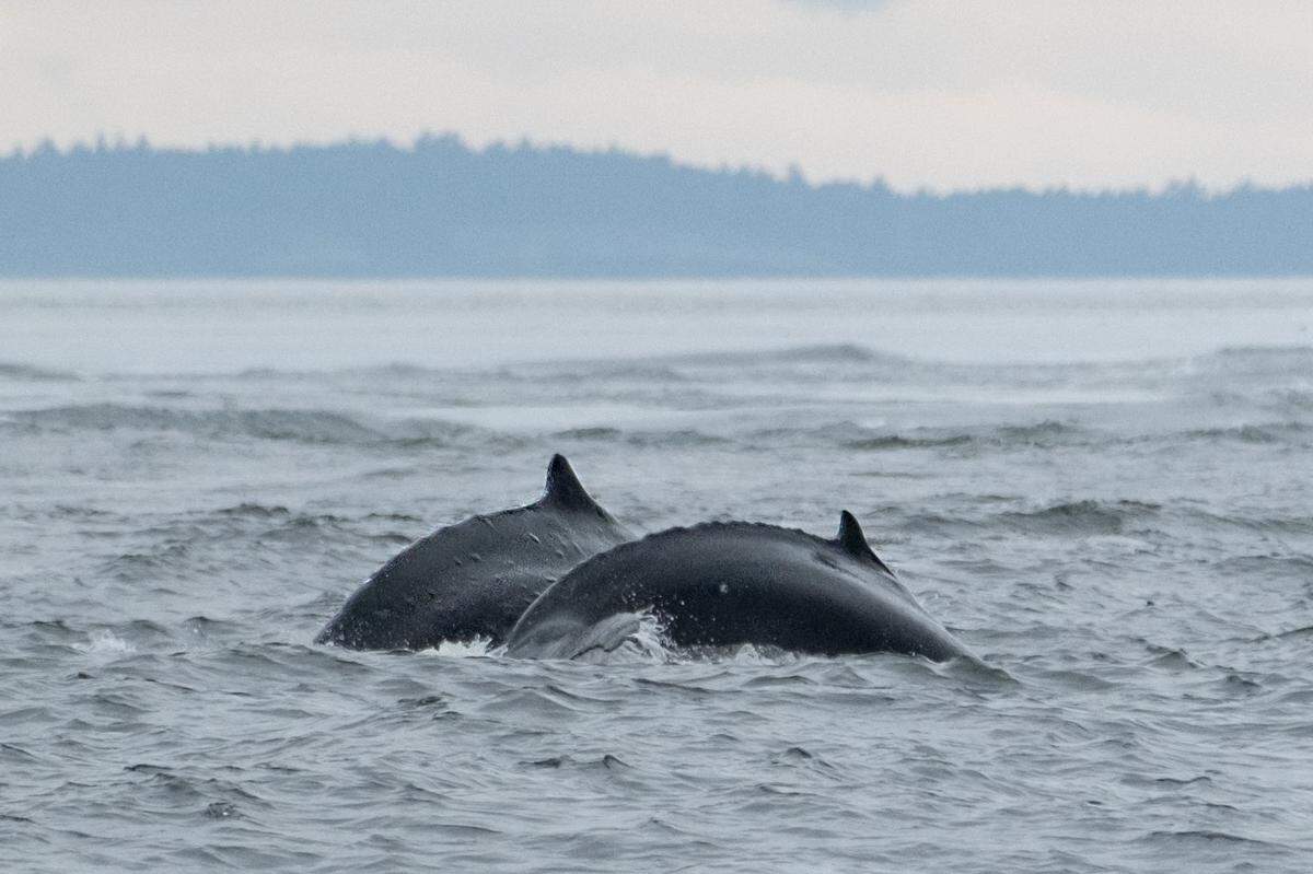 A humpback whale, nicknamed Big Mama, is spotted with her calf, right, near the U.S.-Canada border in Boundary Pass, just west of Whatcom County, Wash., on Monday, May 2, 2022.