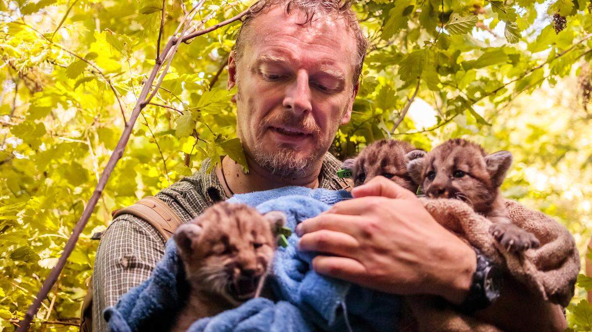 “THE WILD” host Chris Morgan holds cougar kittens to help Washington’s Department of Fish and Wildlife tag them and collect DNA samples in the first season of KUOW’s podcast. The second season is expected out in February 2020.