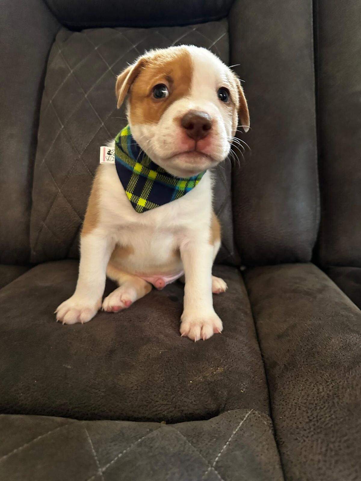 One of the adoptable pups who will participate in the second annual Bellingham Puppy Bowl.