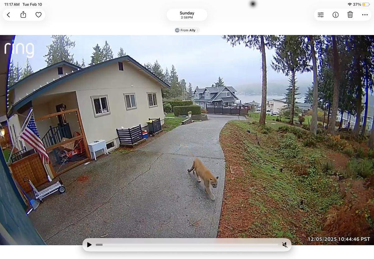 A cougar walks along a driveway in the Geneva neighborhood on Sunday, Feb. 8 in this screenshot from video.