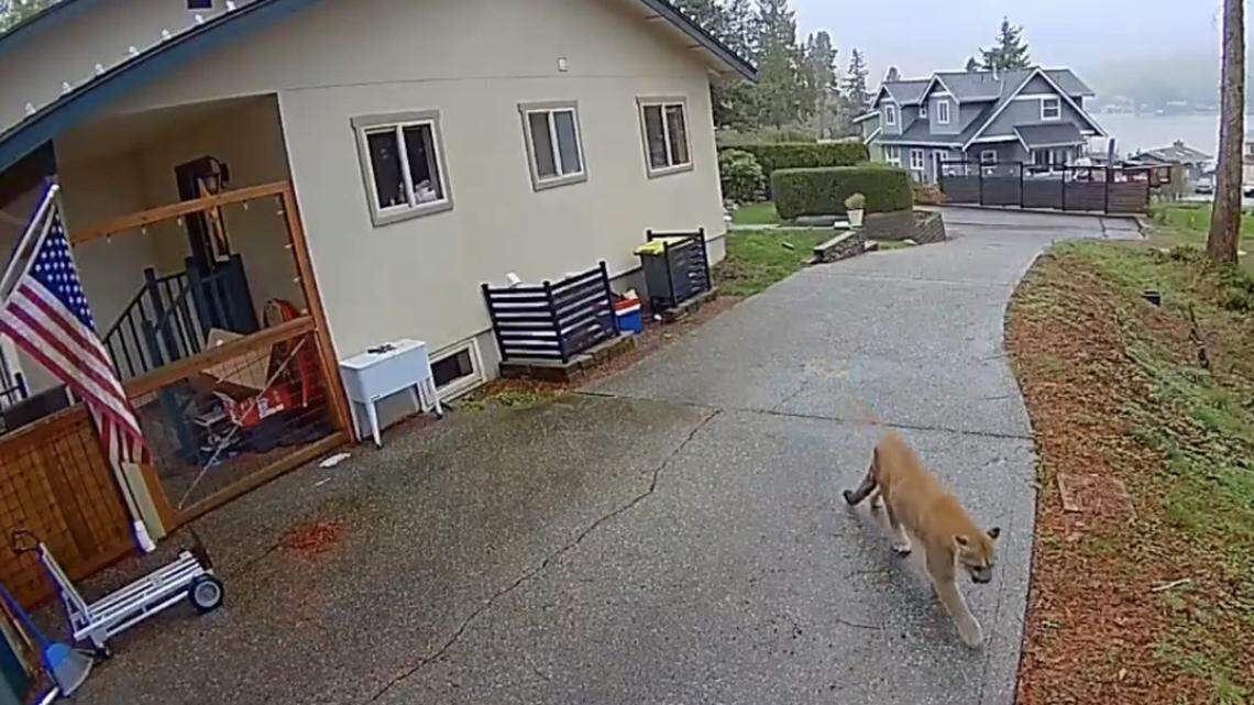 A cougar has been living just outside Bellingham, and a neighborhood is on edge
