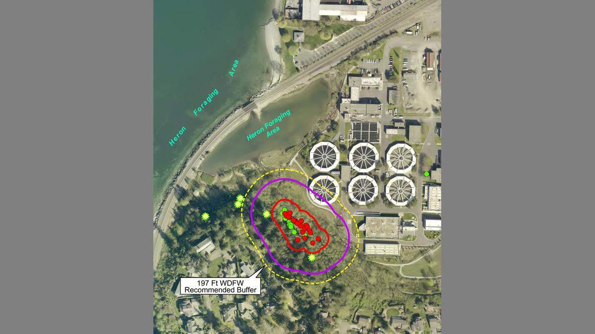 A map shows the great blue heron colony adjacent to the Post Point Lagoon and the city’s wastewater treatment plant in Bellingham. The yellow line represents a 197-foot buffer around the colony that is recommended by the Washington Department of Fish and Wildlife. The purple line is a 100-foot non-disturbance buffer, while the red line circles the colony’s core. The solid red dots are trees where there were active nests in 2018, and the solid green dots are previous nest trees. The flowery green/yellow dots are trees where herons roost.