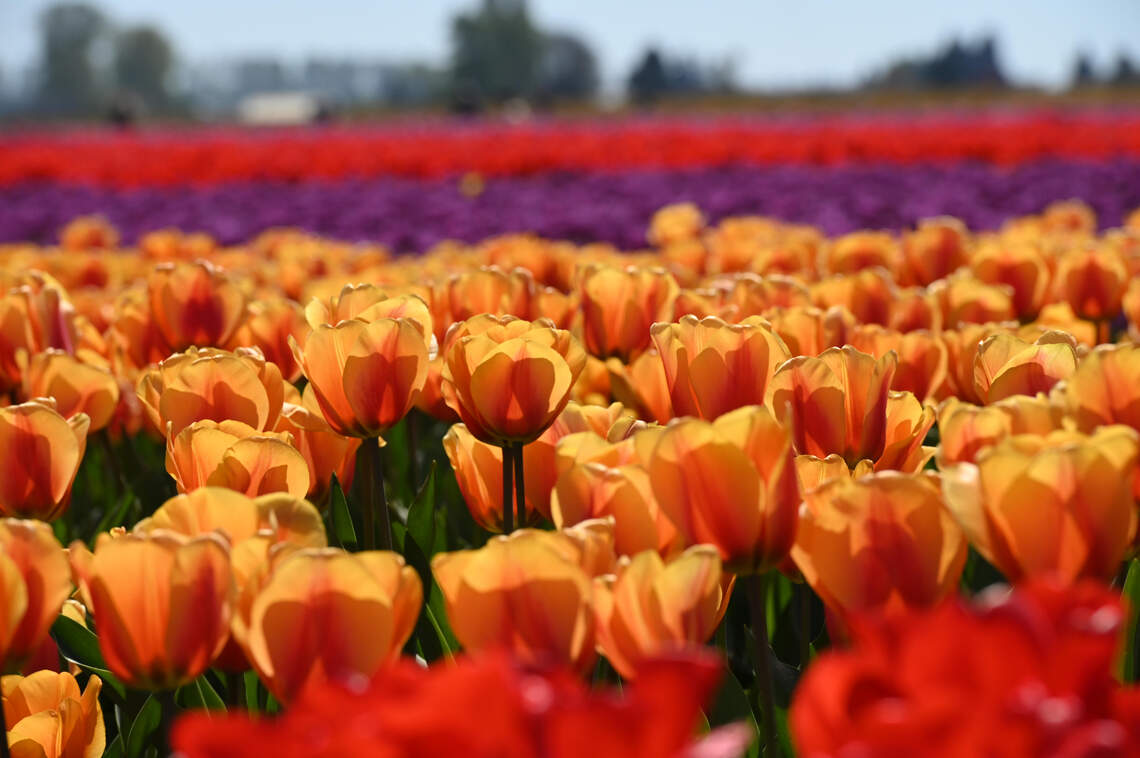 Tulips bloom in many colors at RoozeGaarde in 2021. The garden is open 9 a.m. to 7 p.m. weekdays and 8 a.m. to 7 p.m. weekends through May 1, 2022, at 15867 Beaver Marsh Road, Mount Vernon. Tickets are $15.