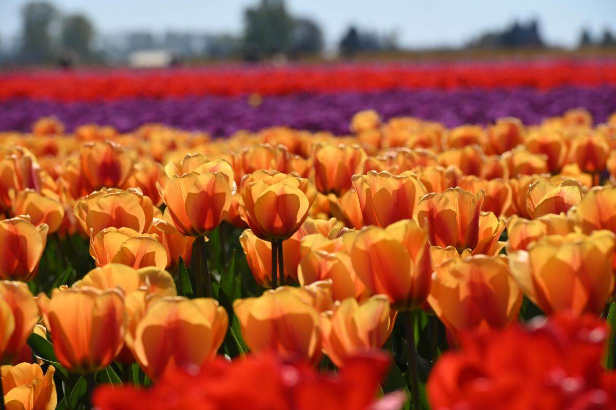Tulips bloom in many colors at RoozeGaarde in 2021. The garden is open 9 a.m. to 7 p.m. weekdays and 8 a.m. to 7 p.m. weekends through May 1, 2022, at 15867 Beaver Marsh Road, Mount Vernon. Tickets are $15.