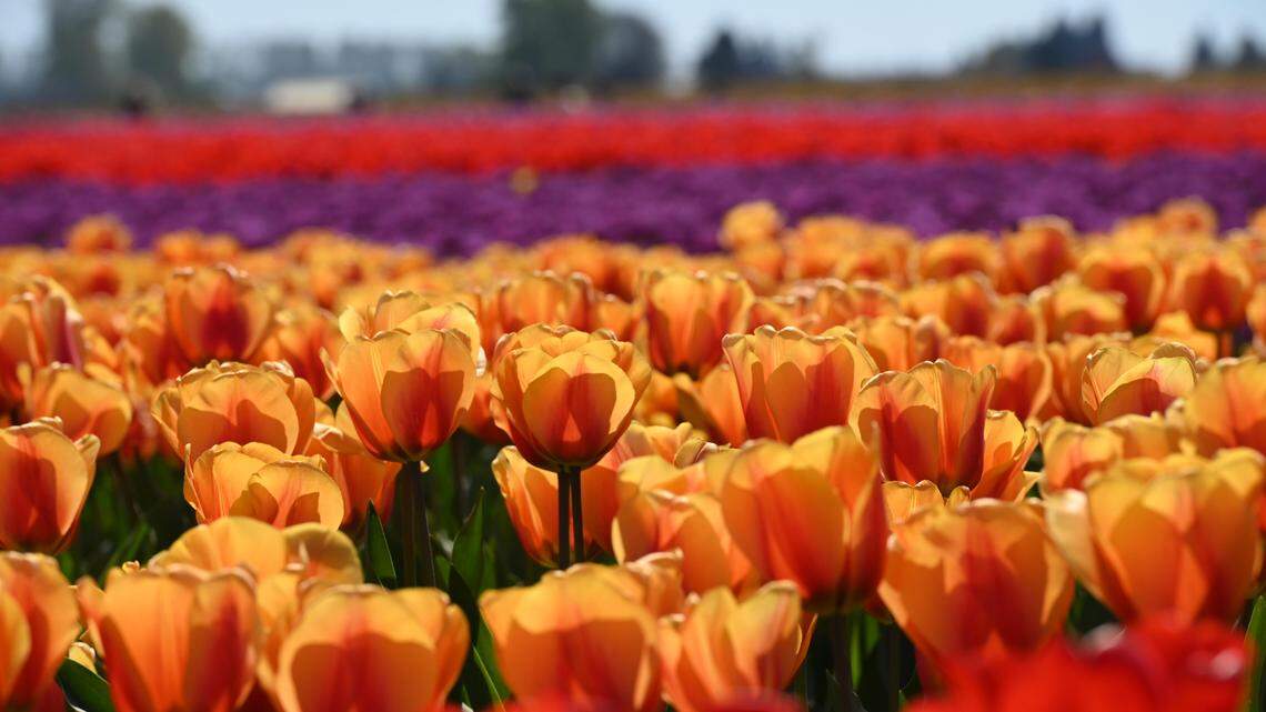 Tulips bloom in many colors at RoozenGaarde in 2021. The garden is open 9 a.m. to 7 p.m. on weekdays and 8 a.m. to 7 p.m. on weekends through May 1, at 15867 Beaver Marsh Road, Mount Vernon. General admission tickets are $15.