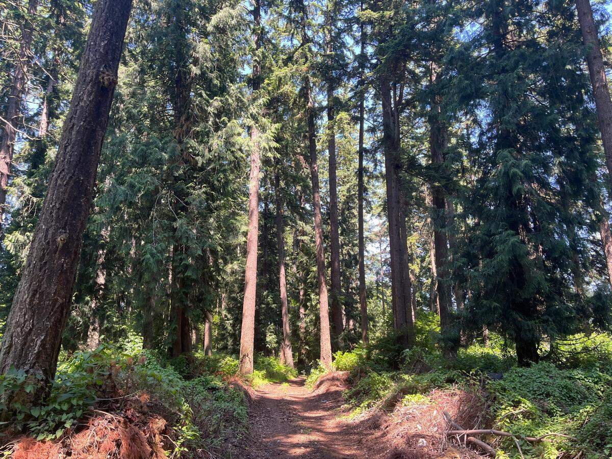 The site of a proposed 68-unit townhome development is fully forested on June 28, 2023, along Meridian Street in Bellingham, Wash. The site is expected to be heavily cleared, with 73 trees being preserved and 327 being removed.