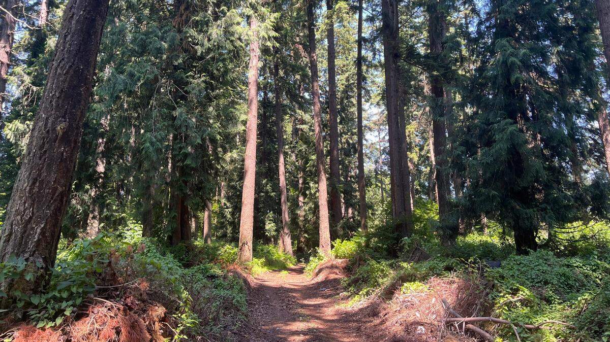 The site of a proposed 68-unit townhome development is fully forested on June 28, 2023, along Meridian Street in Bellingham, Wash. The site is expected to be heavily cleared, with 73 trees being preserved and 327 removed.