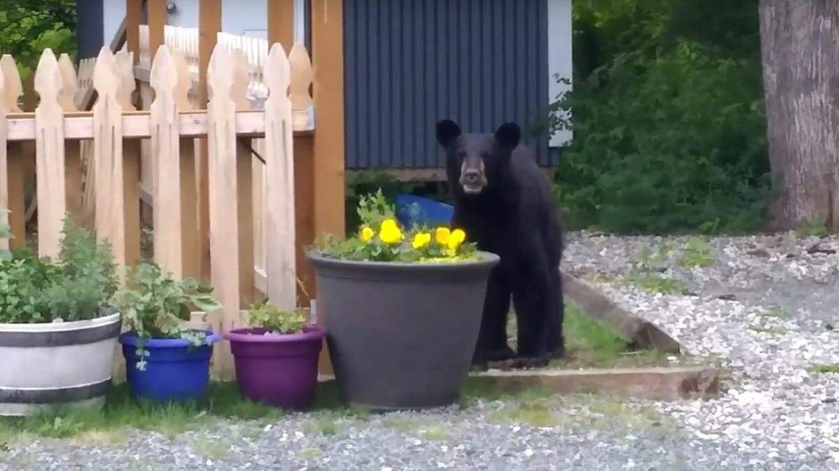 "Barkley" Bear, a juvenile black bear, sniffs around a home on Academy Road just east of Bellingham in June. A bear sighting near Port Moody, B.C., forced a West Coast Express commuter train to skip a stop Wednesday morning.