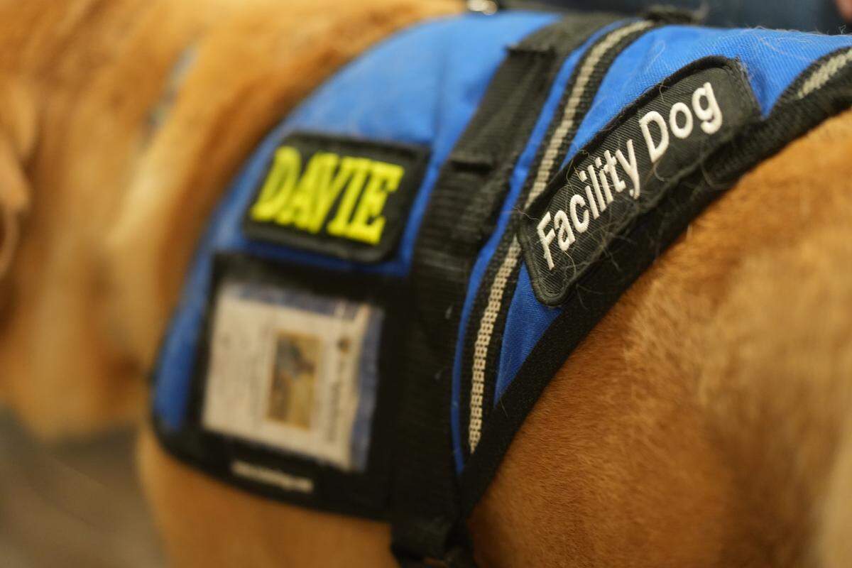 Davie's official facility dog vest.