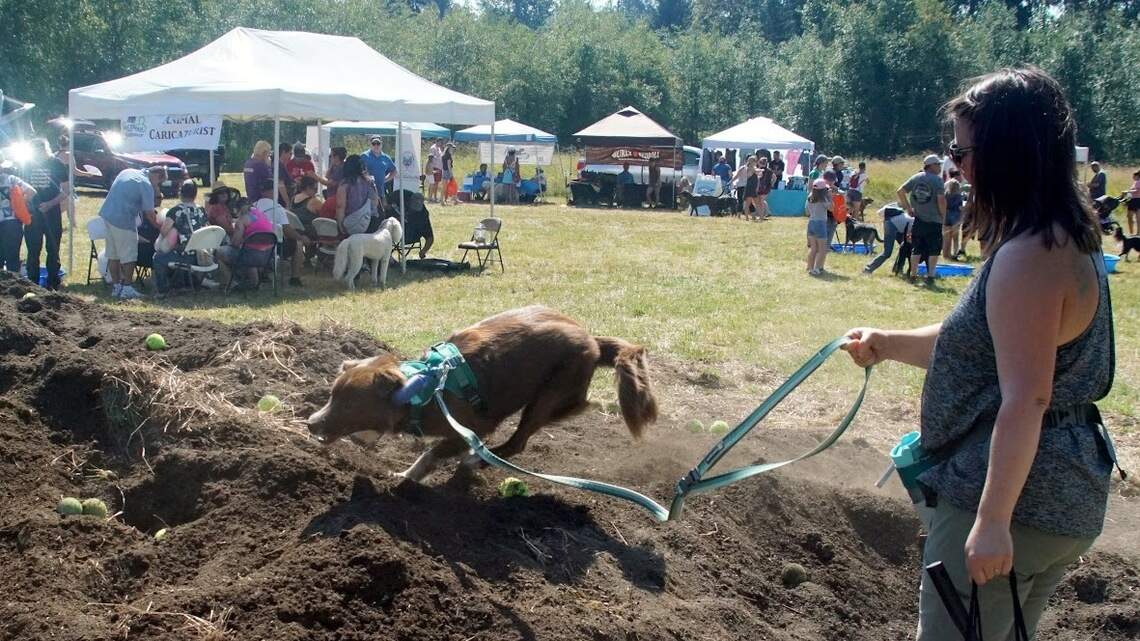 Time again to celebrate summer with your best friend at Bellingham’s Dog Days event