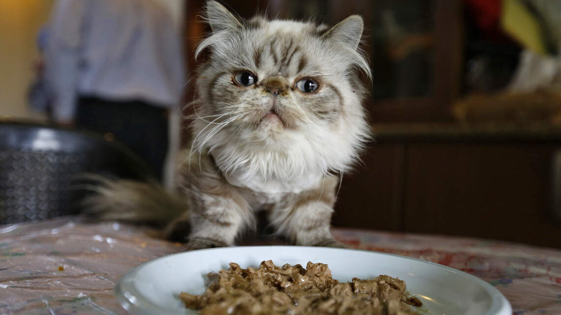Pet products, food recalled in Washington state for bacteria. What to know