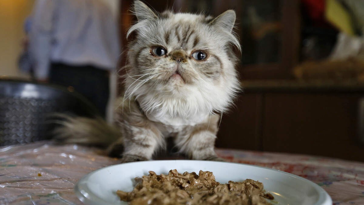 Pet products, food recalled in Washington state for bacteria. What to know