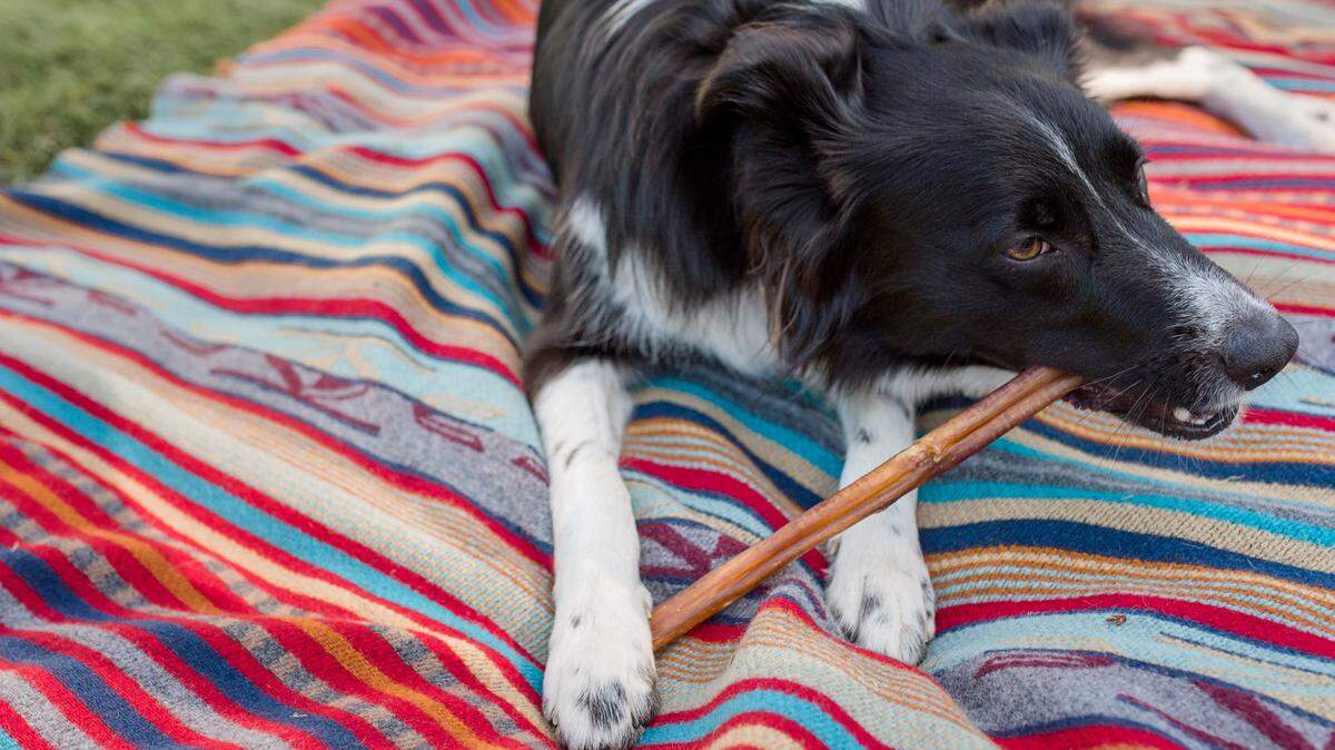 Voting is now open for the semifinals of our poll of the cutest dogs in Whatcom County.