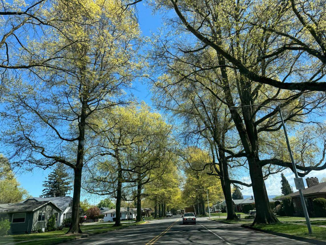 Trees lining Front St. in Lynden, Wash. on Thursday, May 2, 2024.